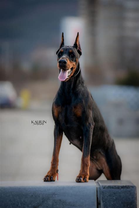 Source of Excellence: Exploring Our Serbian European Doberman Breeder