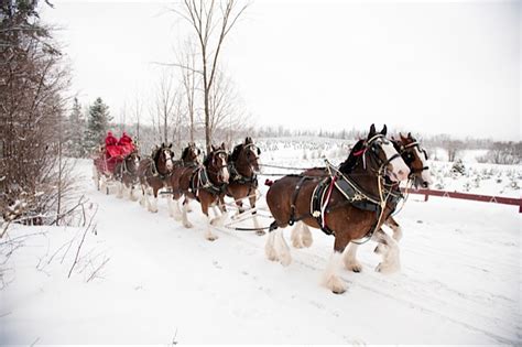 Behind the Scenes: Budweiser Clydesdales // St Louis Photographer Rep ...