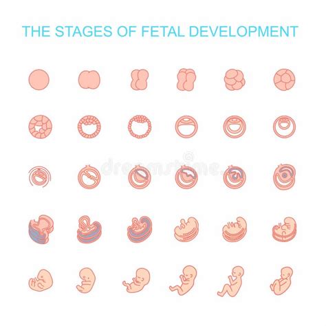 Fetal Development Stages Stock Illustrations 351 Fetal Development