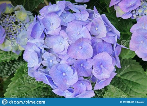 A Hydrangea Macrophylla É Uma Planta Com Flor Azul - Flor Azul Hydrangea Hydrangea Macrophylla Florescendo No Jardim. Belo ...