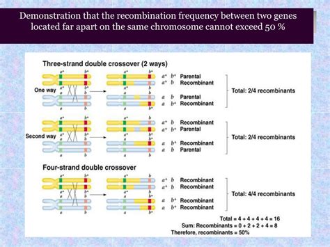 PPT Linkage Genes And Genetic Recombination PowerPoint Presentation