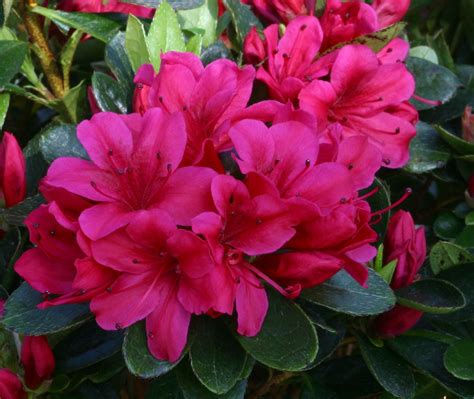 Azalea Evergreen Geisha Red 3 Litre Stewarts Garden Centre