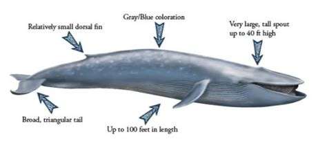 Facts about Blue Whales | Amazing Facts about the Blue Whale - Small Animal Planet