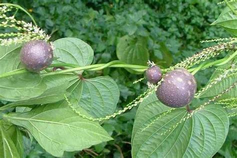 Dioscorea bulbifera - Alchetron, The Free Social Encyclopedia