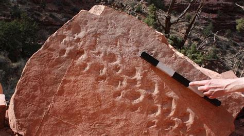 310 Million Year Old Lizard Footprints Found In The Grand Canyon