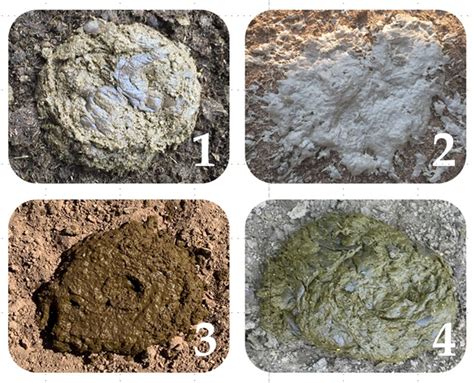 Image:Cattle feces as indicators of ruminal health-Merck Veterinary Manual