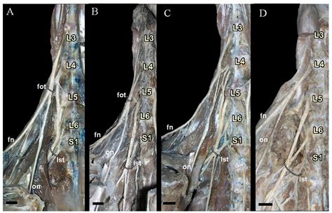 Scielo Brasil The Lumbosacral Plexus In Two Didelphis Species