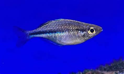 Blue Rainbowfish Melanotaenia Lacustris