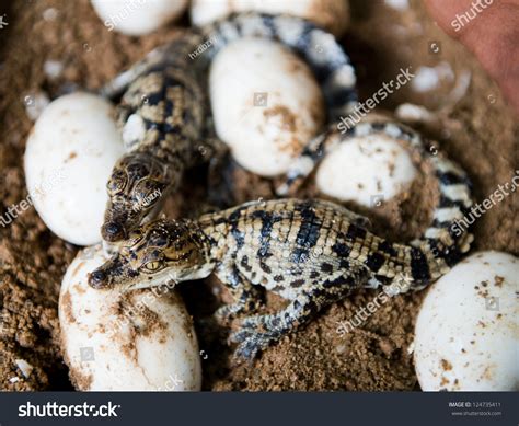 Little Baby Crocodiles Hatching Eggs Stock Photo 124735411 Shutterstock