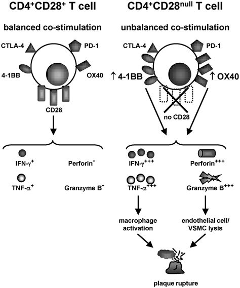 High Levels Of Costimulatory Receptors Ox And Bb Characterize Cd