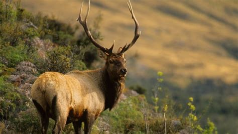 Vancouver Island Roosevelt Elk Vancouver Island Coastal Bear Adventures