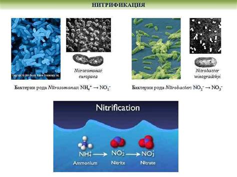 КРУГОВОРОТ АЗОТА В ПРИРОДЕ АТМОСФЕРНЫЙ АЗОТ ДЕНИТРИФИКАЦИЯ восстановление