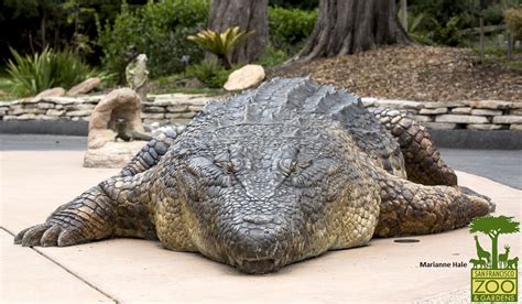 An Introduction To The Biggest Crocodile Ever That Makes 58 Off