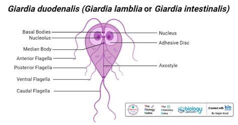 Giardia Duodenalis Giardia Lamblia Or Giardia Intestinalis