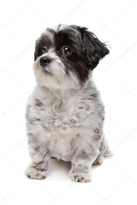 Maltese mix dog Stock Photo by ©eriklam 12879045