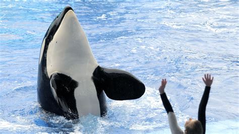 Orca Whale Breeding