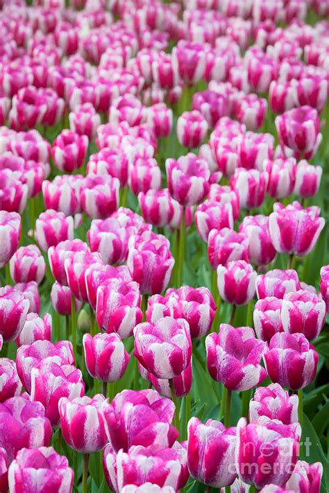 White Pink Tulips Photograph by Katka Pruskova - Fine Art America