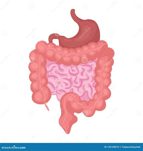 Intestines Organ Vector Illustration Stock Vector Illustration Of