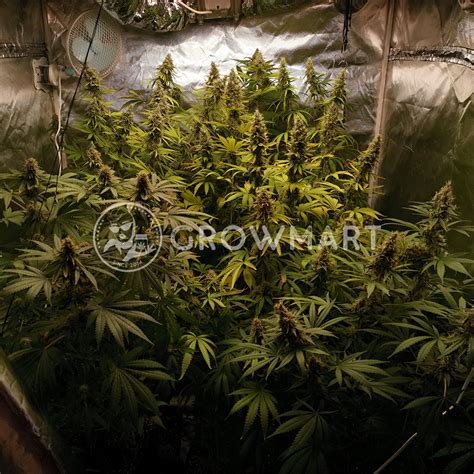 Sensi Seeds Jamaican Pearl Regular Regul Rn Semena Konp Growmart Cz