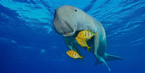 Dugong Tail