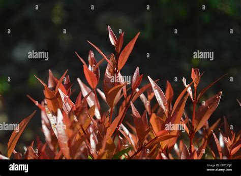 Selective Focus Narrow Depth Of Field Ornamental Plant With