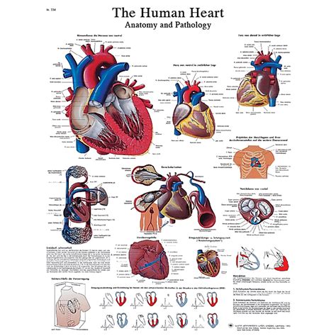 Anatomical Charts And Posters Anatomy Charts Vinyl Adhesive Charts