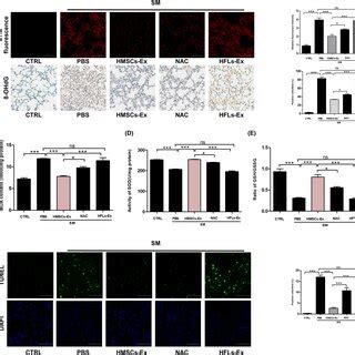 HMSCsEx Ameliorates SMinduced Lung Oxidative Injury A DHEstained