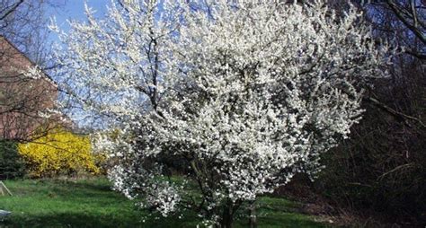 Susino PRUNUS Domestica Riconoscere Le Piante