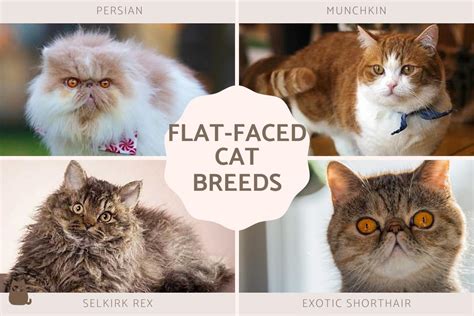 10 Flat-Faced Cat Breeds - Cats With a Squished Face With Photos