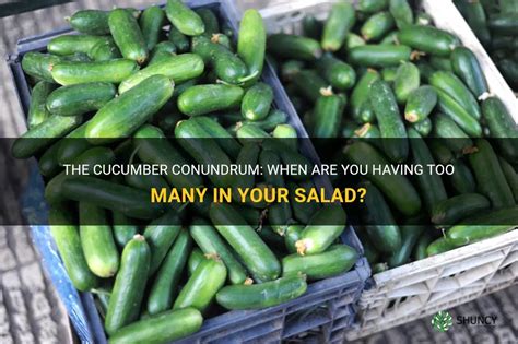 The Cucumber Conundrum When Are You Having Too Many In Your Salad