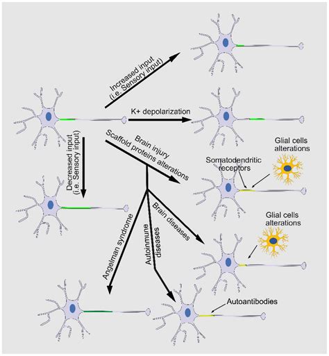 Cells Free Full Text Contribution Of Axon Initial Segment Structure