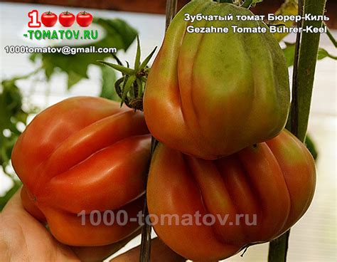 ТОМАТЫ УРОЖАЙНЫЕ ГОФРИРОВАННЫЕ СОРТА ч.2 | 1000 томатов | Дзен