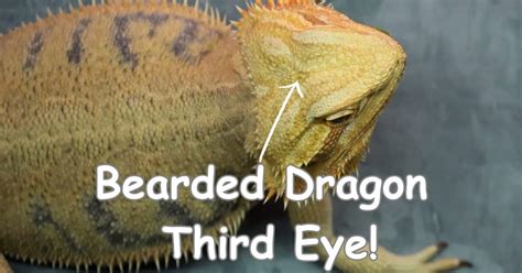 Ultimate Guide To Bearded Dragon Third Eye Facts Function