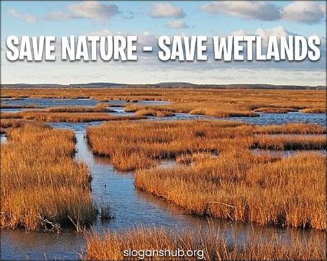 492 Catchy Save Wetland Slogans & World Wetlands Day Quotes en 2024