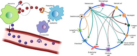 Crosstalk Between Different Cells By Ligand Receptor Or Cell Cell Download Scientific Diagram