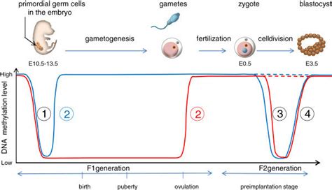 Zygote Life Cycle