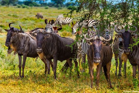 Wildebeest Under Tree | Serengeti National Park, Tanzania 2019 | Steve ...