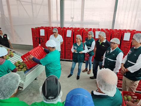 Ancash Productores De Mango Y SENASA Oficializaron El Inicio De La