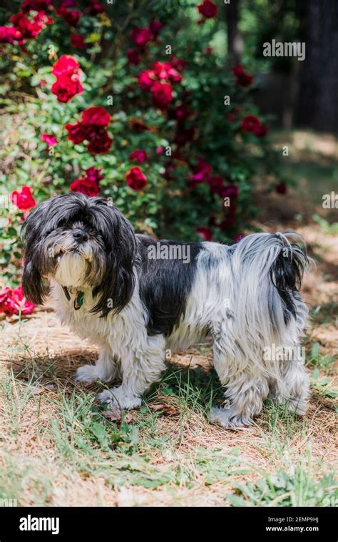 Lhasa Apso At Dog Groomer Hi Res Stock Photography And Images Alamy