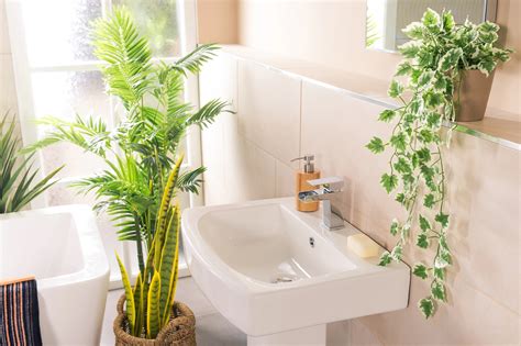 Plantas Boas Para Banheiro