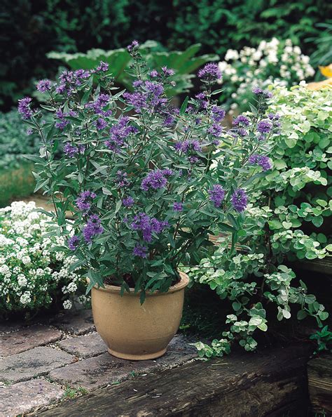 Buy Caryopteris (Bluebeard) Heavenly Blue | J. Parker's