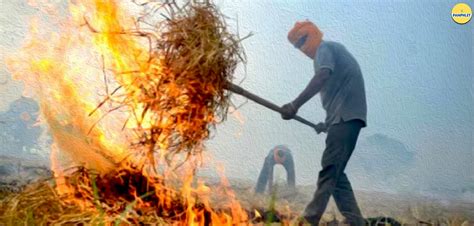 Punjab Stubble Burning Cases Crosses 2000 In A Single Day Punjab