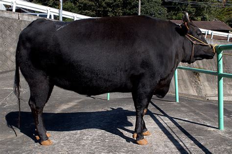 Boeuf De Kobé Wagyu Secret De La Meilleure Viande De Boeuf Du Japon