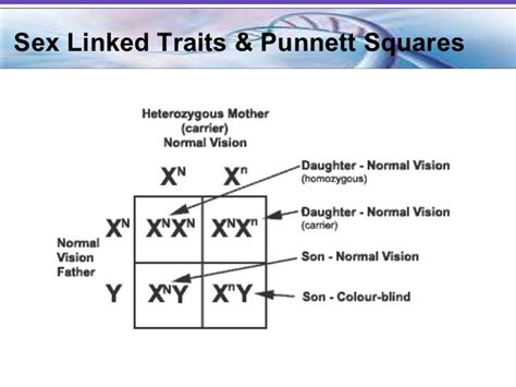 Genetics Notes