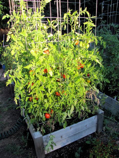 Tomatoes In Raised Bed Landscape