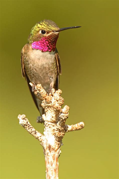 Broad Tailed Hummingbird Sitting Boldly On Perch By Max Allen