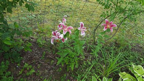 Pin By Tiffany Moreland On Tiffany Plants Tiffany