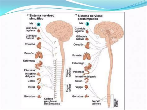 Cerebelo organización general morfología interna y externa y sus