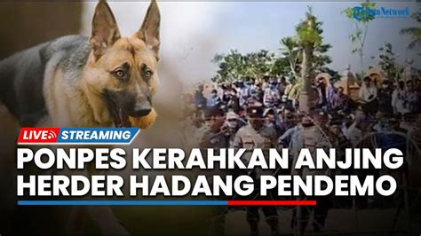 Ponpes Al Zaytun Didemo Syekh Panji Gumilang Siapkan Anjing Herder