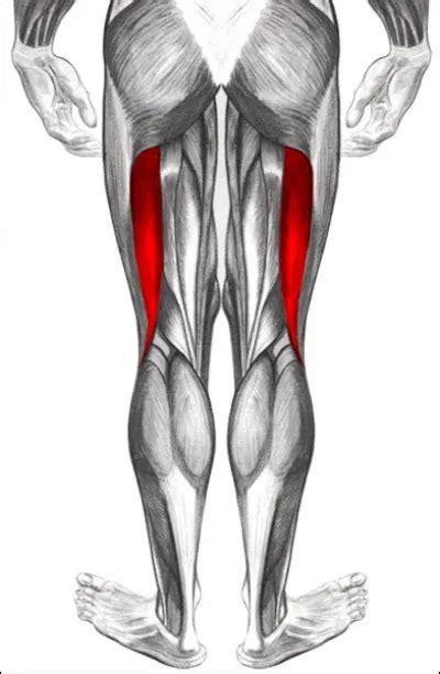 Quiz Anatomie Du Membre Inf Rieur